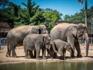 Stratford, Ct 17 Houston Zoo